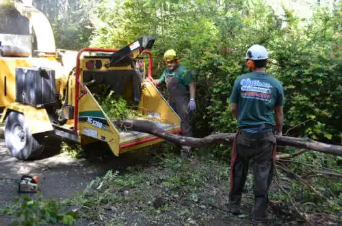 tree services Yuba City